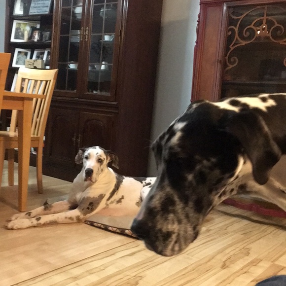 Meet your Posher, Tim - Picture 1 of 1